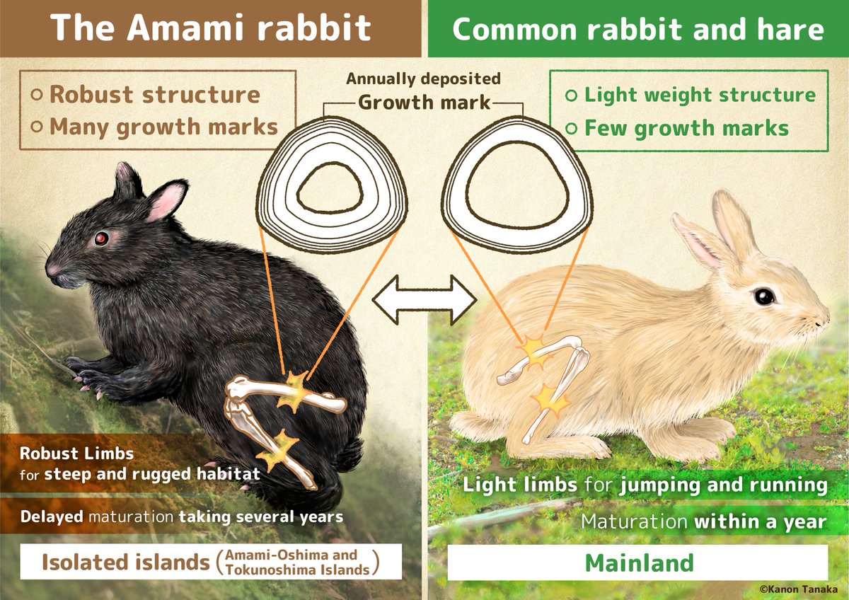 📢 New paper out! (Part 2)
This project is a collaboration with <a href="/mugino_kubo/">久保　麦野</a> and my lab students!
The bone histology of the Amami rabbit is just like that of reptiles — many growth marks, even in juveniles…!
The Amami rabbit (Pentalagus furnessi) grows at an exceptionally slow