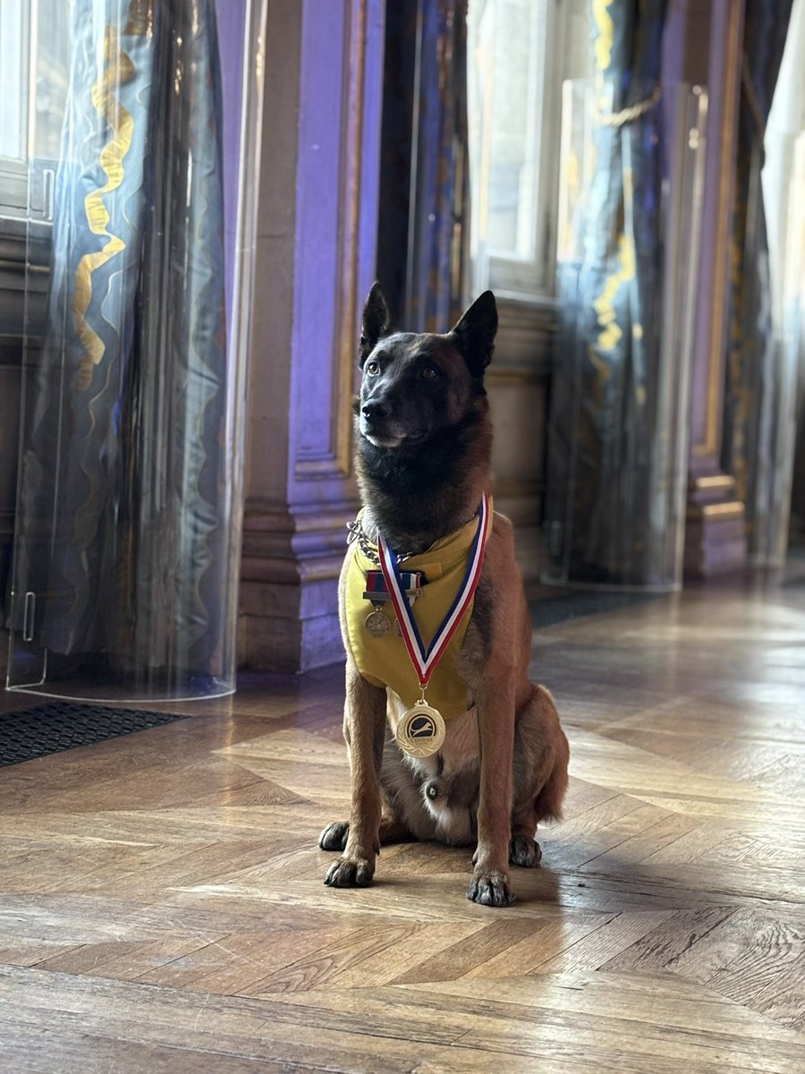 Hier soir ont eu lieu les Trophées des Chiens Héros 2025, organisés par la Centrale Canine. 
Félicitations à nos lauréats, la CPL EVA et Sambow, dans la catégorie Chien d’intervention !
Bravo également au 132e RIC pour avoir reçu le Prix Spécial JOP Paris 2024.