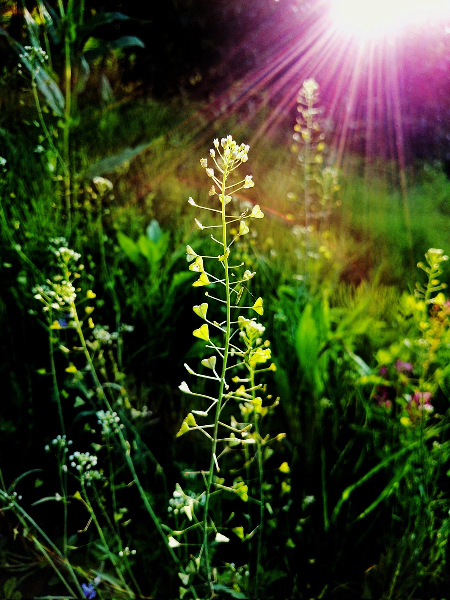 k00i1's tweet photo. #photo #photography #Sony #Xperia  #snapshot #flower #flowers #だから私はXperia https://t.co/KILwhi6zZ9