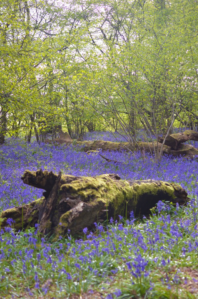 There is something startlingly beautiful about bluebells en masse. Here are a few gardens and woodlands with bluebells that you might like to explore this spring with the National Garden Scheme.

ngs.org.uk/the-beauty-of-…

#gardensopenforcharity #spring #bluebells