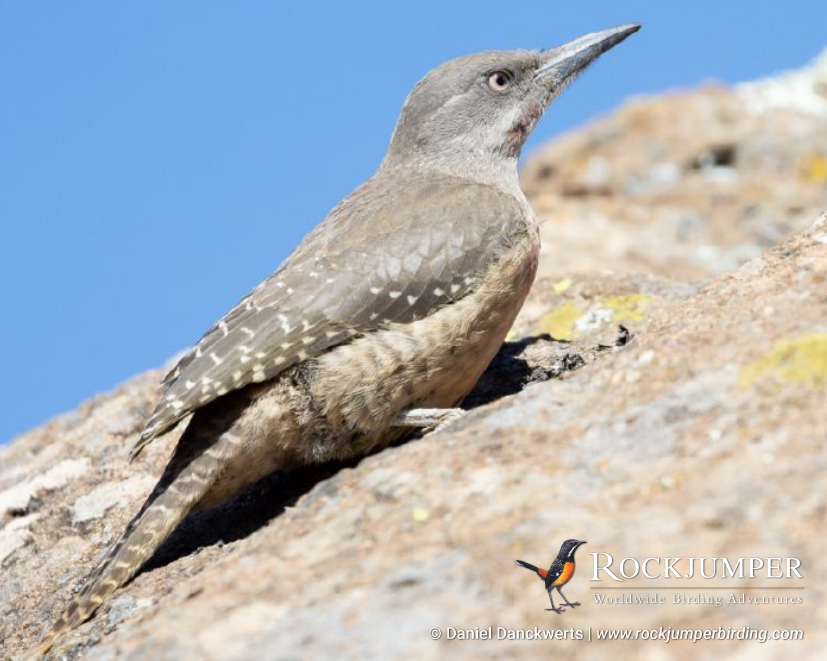 NEW TRIP REPORT POSTED!

Daniel Danckwerts and his guests have just returned from a South Africa Flock to Marion – Sani Pass post-tour extension! Read more about their sighting of this Ground Woodpecker and many more in his Trip Report on our website. 

rockjumperbirding.com/tripreports/de…