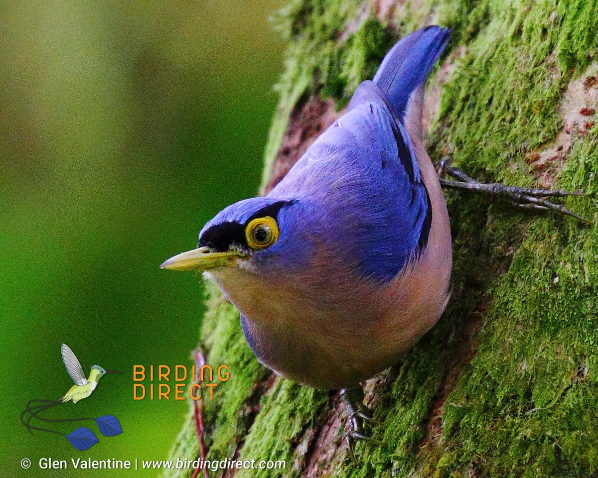 BirdingDirect's tweet photo. The Philippines consists of 7,641 islands in the western Pacific Ocean. It is a warm and welcoming nation with a unique culture shaped by both Eastern and Western influences, heavily influenced by Spanish rule for over 300 years.

https://t.co/IYdSXP0u5y https://t.co/3iZuB7WVX9