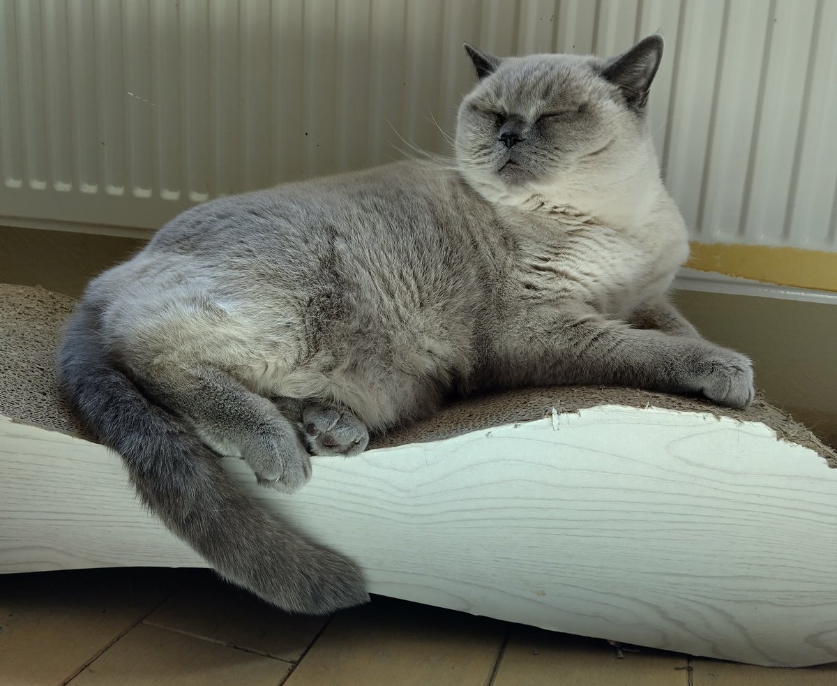 I can smell spring 🌱🌞 Sunny 20°C today and 21° with lots of sun tomorrow ☀️ Means we will have the house for us alone as humans are outside in the garden 😸 #spring #sunny #Fluffythursday #CatsOnTwitter #CatsofTwittter #CatsAreFamily #Katzen