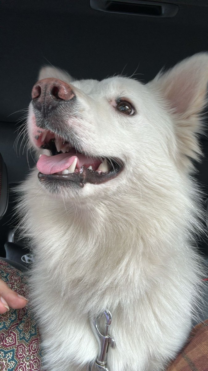 🚨URGENT: FOSTER/ADOPT NEEDED🚨
Tunnoo 🐶, an abandoned/lost Pom/Spitz pupper(under 1 yr) wandered into my building in Cox Town, Bangalore 💔
Potty trained, super cuddly 🥺
Building ppl want to tie him up outside. Shelters are full.
Pls help! I’ll cover vet stuff.
#AdoptDontShop