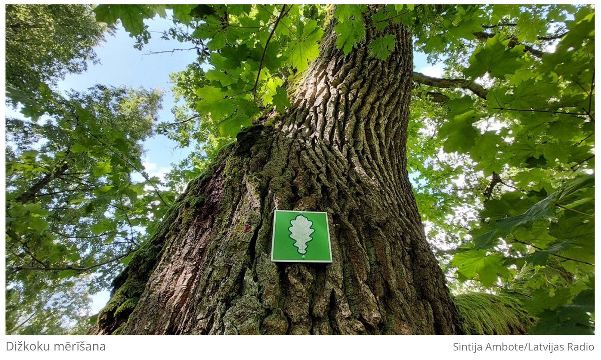 Īpašnieki, uz kuru zemes Rīgā atrodas aizsargājamie koki, no šā gada 1. jūlija varēs saņemt nekustamā īpašuma nodokļa atvieglojumus 25 % apmērā, bet ne vairāk kā 125 eiro par vienu koku, informē <a href="/RigasDome/">Rīga</a>. lsm.lv/raksts/dzive--…