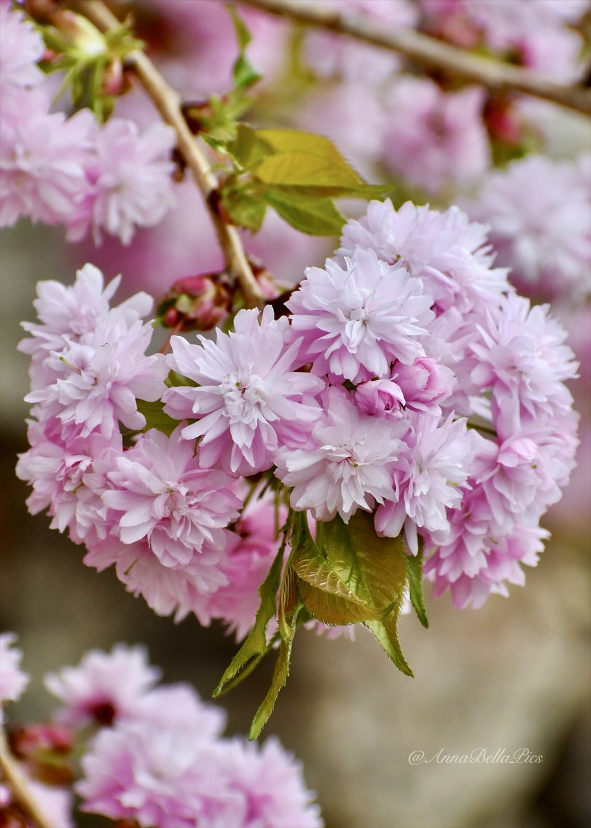 Love at first sight with this variety of cherry blossom … ‘Weeping Extraordinaire’🩷🌸 #flowers #gardening #cherryblossom