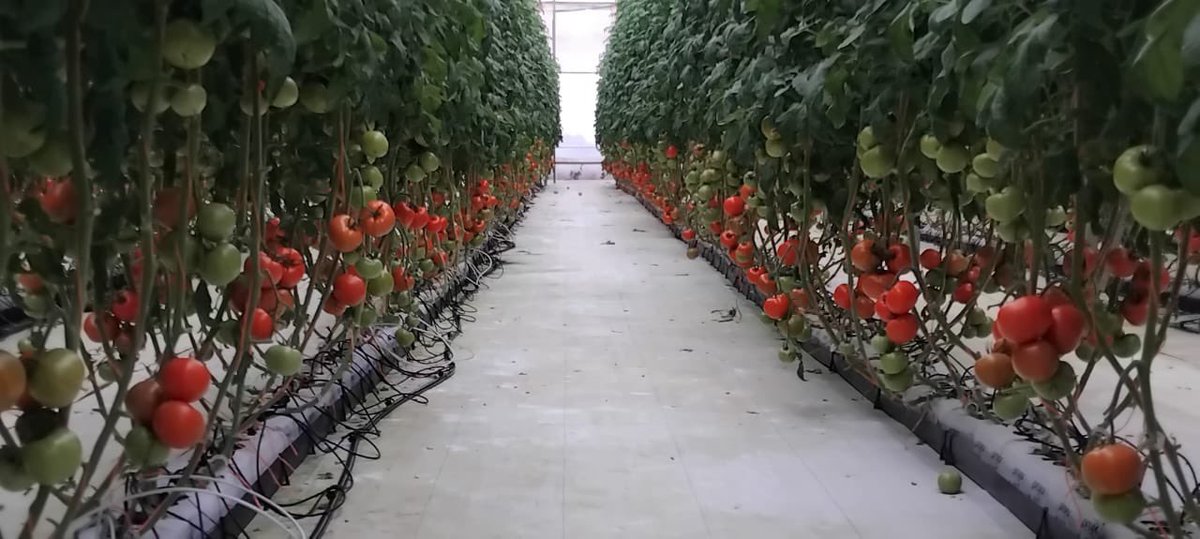 DavidVirzi's tweet image. El mundo está viviendo grandes cambios geopolíticos y, con los nuevos aranceles de Trump, es más crucial que nunca apoyar a nuestro sector agroindustrial y productivo, no podemos seguir con un desbalance comercial tan grande.
Aunq el sector primario es menos del 5% del PIB,…