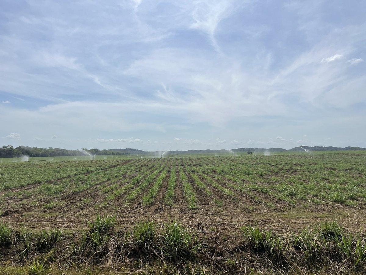 DavidVirzi's tweet image. El mundo está viviendo grandes cambios geopolíticos y, con los nuevos aranceles de Trump, es más crucial que nunca apoyar a nuestro sector agroindustrial y productivo, no podemos seguir con un desbalance comercial tan grande.
Aunq el sector primario es menos del 5% del PIB,…