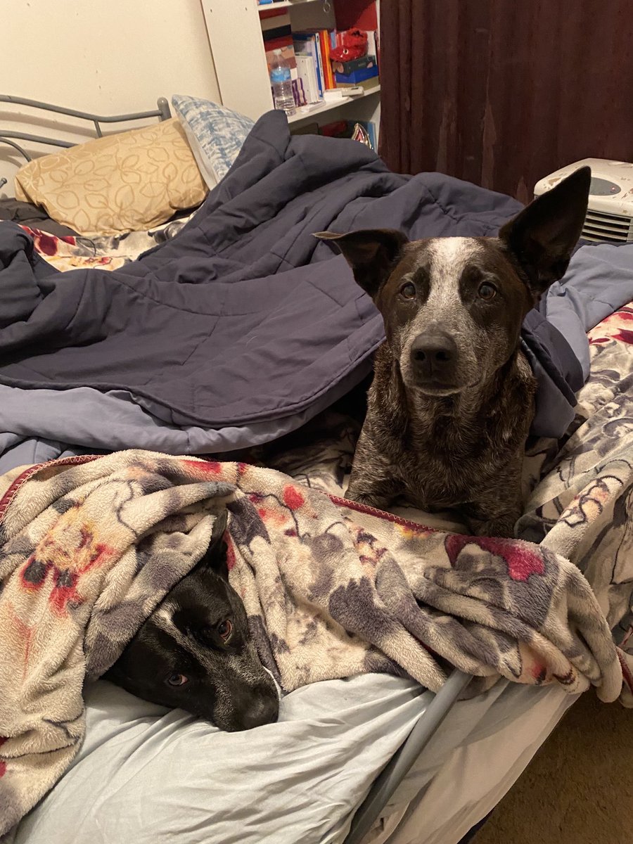 Good night everypawdy no zombs on our pawtrol tonite we are off to bed now sweet dreams frens 🥰 #ZSHQ #dogsoftwitter