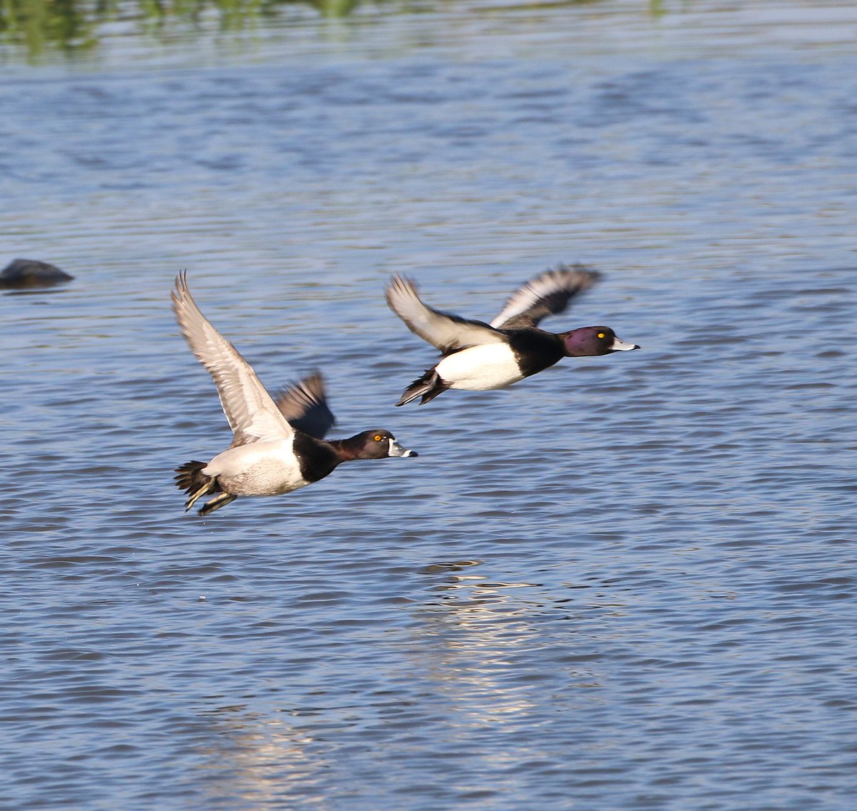 Drake Ring-necked Duck showing nicely at #uptonwarren Moors Pool this morning.