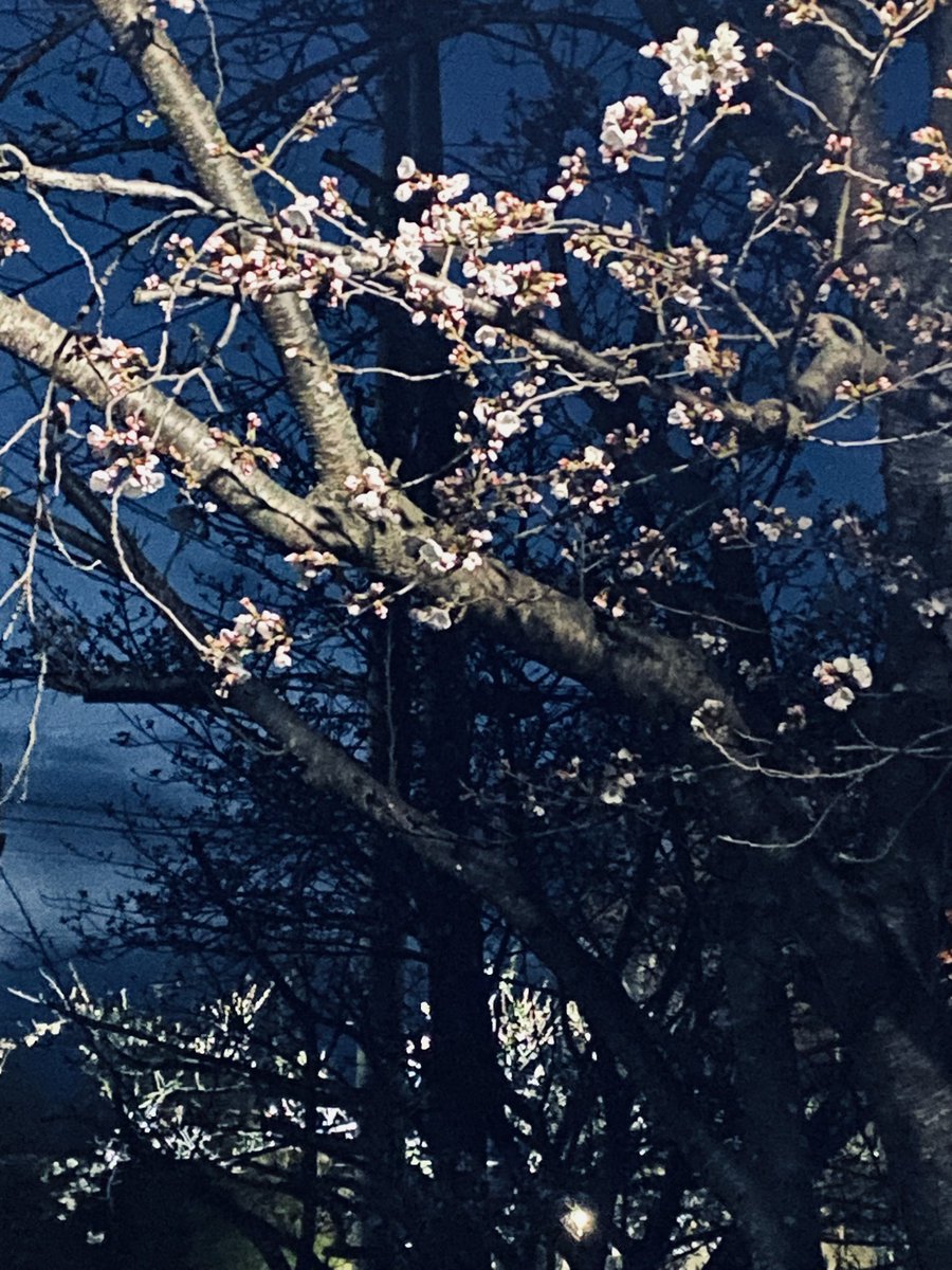 keinoiz444's tweet image. やっとこさお目見えだ🌸
良きかな良きかな(n´—`n)
そしてもうすぐ
事象の地平線の旗揚げLIVE
高知でもなく滋賀でもなく
大阪からはじまります
平日やけども金曜の夜
お仕事終わりに如何でしょ??
なにわともあれ放出準備ほぼ完了
4/18@FANJtwiceにて
沢山の方々にお会い出来ますよう