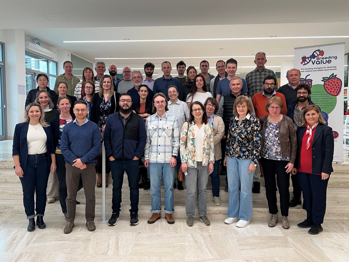 Breeding Value (@breedingvalue) on Twitter photo This week <a href="/BreedingValue/">Breeding Value</a> reaches a major milestone: the final project meeting in Ancona brings together the consortium to reflect on achievements, share insights, and discuss the results' future impact on berry genetic diversity and breeding. This week <a href="/BreedingValue/">Breeding Value</a> reaches a major milestone: the final project meeting in Ancona brings together the consortium to reflect on achievements, share insights, and discuss the results' future impact on berry genetic diversity and breeding.
