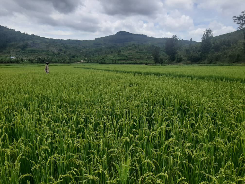Ubuhinzi bwitaweho kandi bwifashije ikoranabuhanga butanga umusaruro. Abahinzi b'umuceri  batandukanye mu Karere bishimira ko ubuso bwose bahinga bwishingiwe mu Karere hose. Bakomeza bavuga ko batekanye.