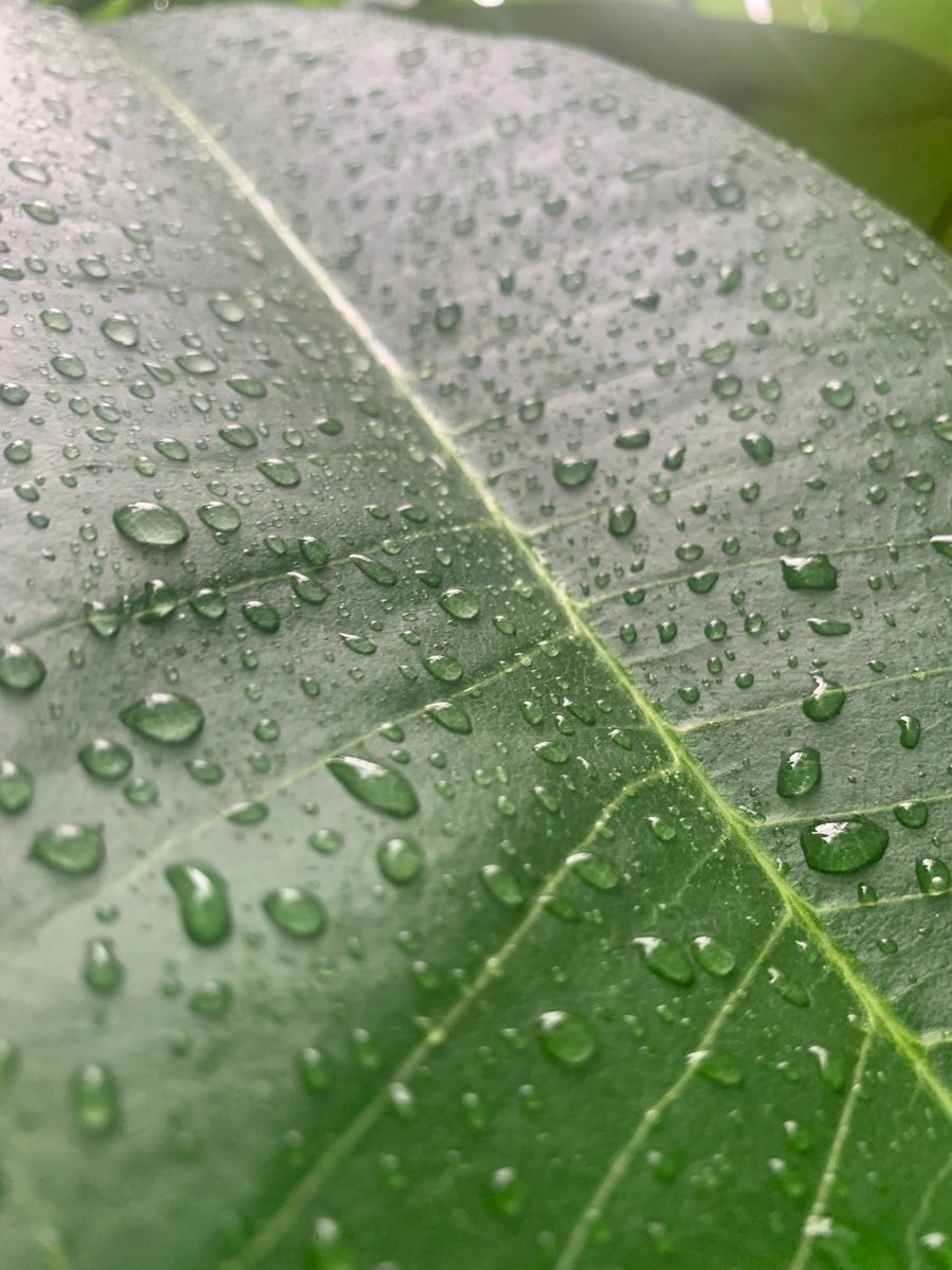 KRPrasadIISc's tweet image. our campus @iiscbangalore after a rain shower