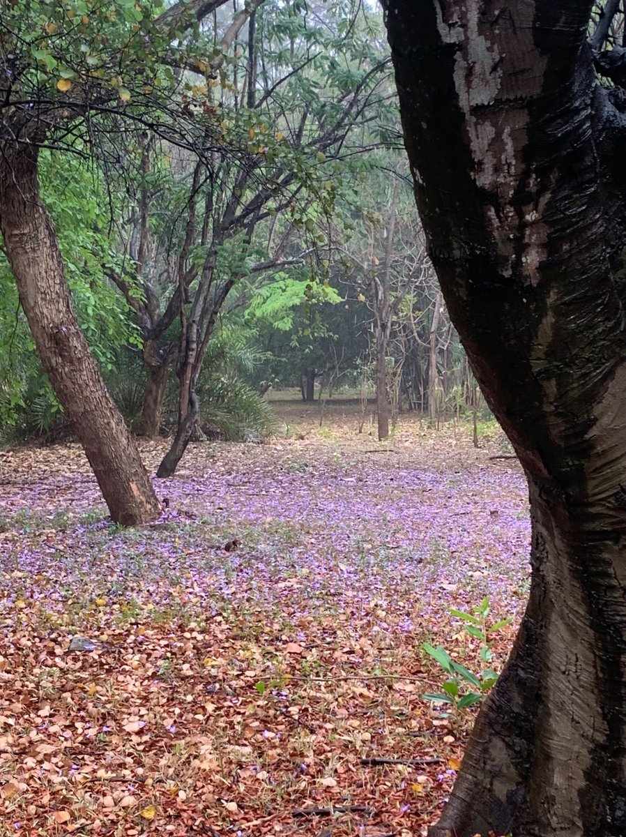 KRPrasadIISc's tweet image. our campus @iiscbangalore after a rain shower