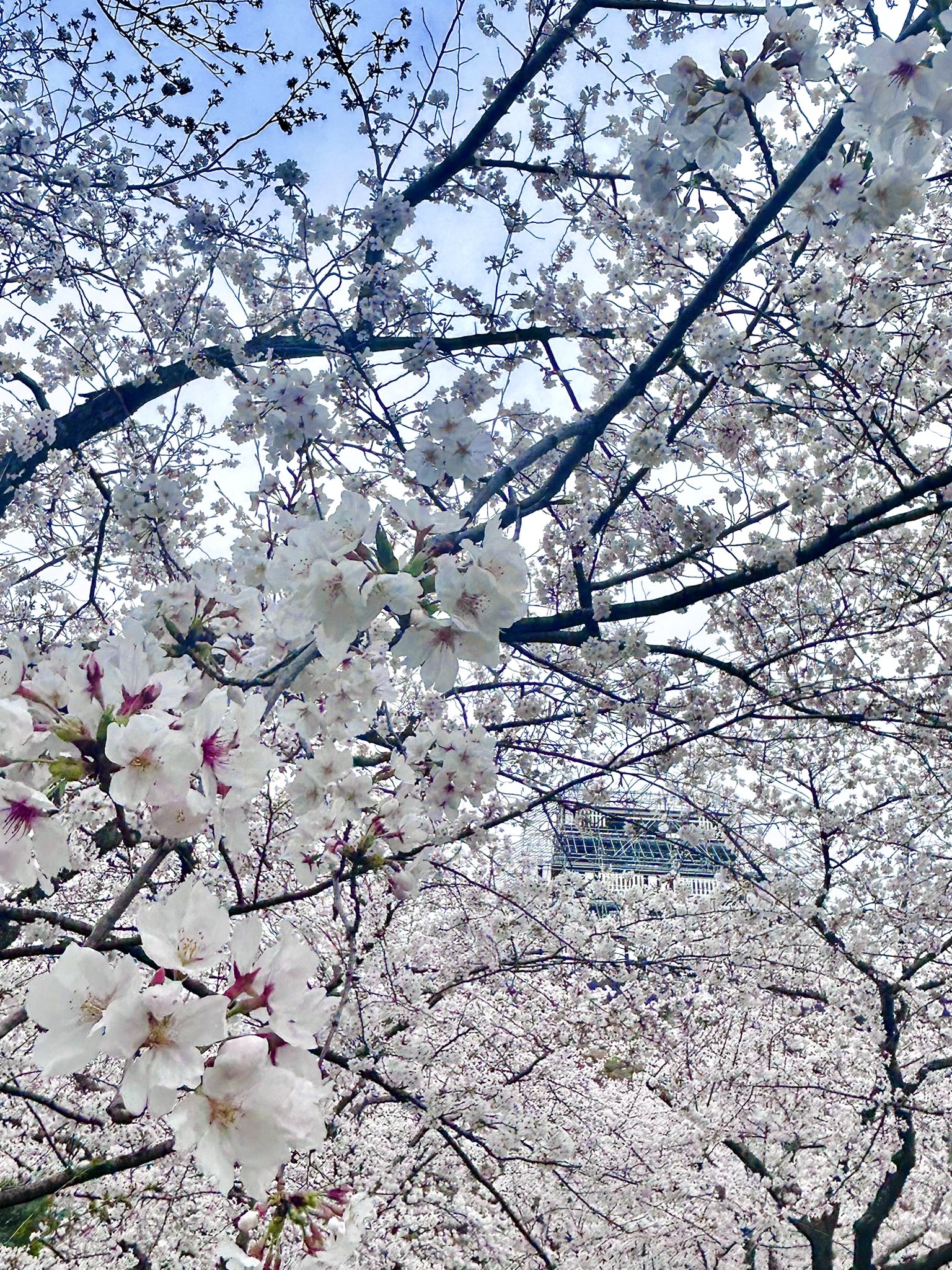 どんぐりアート♡桜満開BIGオブジェ♡ どんぐりアート♡花火大会オブジェ♡ - メルカリ