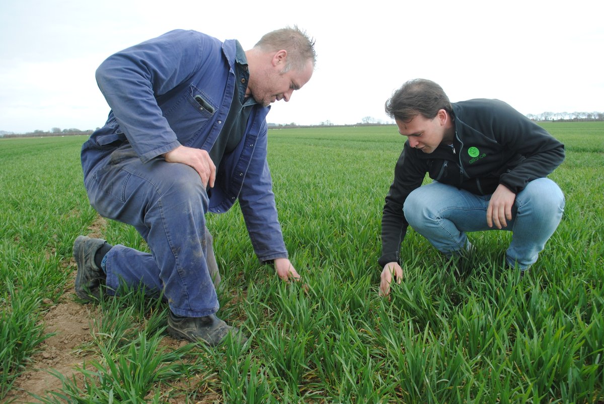 #Tarwe is misschien wel geen cashcrop, het zorgt er wel voor dat andere gewassen meer geld opbrengen. Daarom heeft het gewas een spilfunctie in het teeltsysteem. De redactie nam een kijkje op een proefveld in #Hank
<a href="/allianceakker/">Alliance Akkerbouw</a> 

akkerwijzer.nl/artikel/124585…