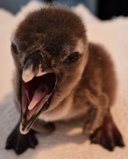 ‼️Did you know that African penguin chicks 🐧use chaotic calls to grab the attention of adults—and that these calls become even more chaotic when the chicks are sick? Check out our latest study here 👉 royalsocietypublishing.org/doi/10.1098/rs…