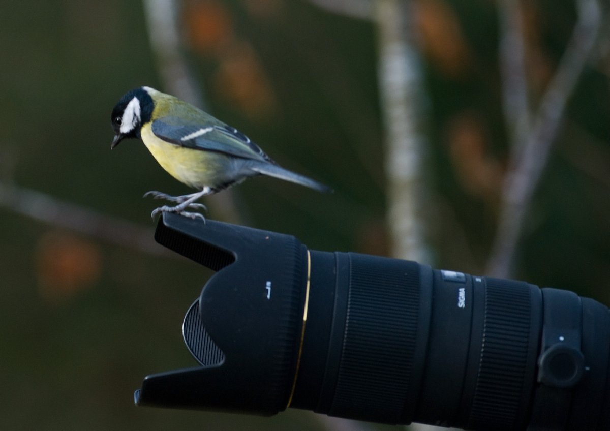 📸 Calling all budding photographers! 📸

Our photography competition is now open! Send us your photographs of wildlife &amp; wild spaces in Cheshire. 12 winners &amp; runners up will feature in our 2026 calendar.

Find out more and enter here: 
cheshirewildlifetrust.org.uk/photography_co…

(c) Bob Coyle