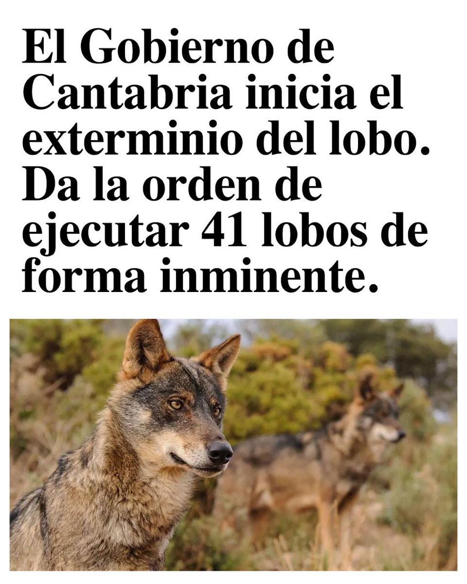 ☠️¡41 lobos van a ser aniquilados en Cantabria!

🩸Con la entrada en vigor de la Ley de desperdicio alimentario, aprobada en el Congreso permitiendo absurdamente la caza del lobo al norte del Duero. El Gobierno de <a href="/cantabriaes/">Gobierno Cantabria</a> del <a href="/ppopular/">Partido Popular</a> da la orden matar 41 lobos de forma