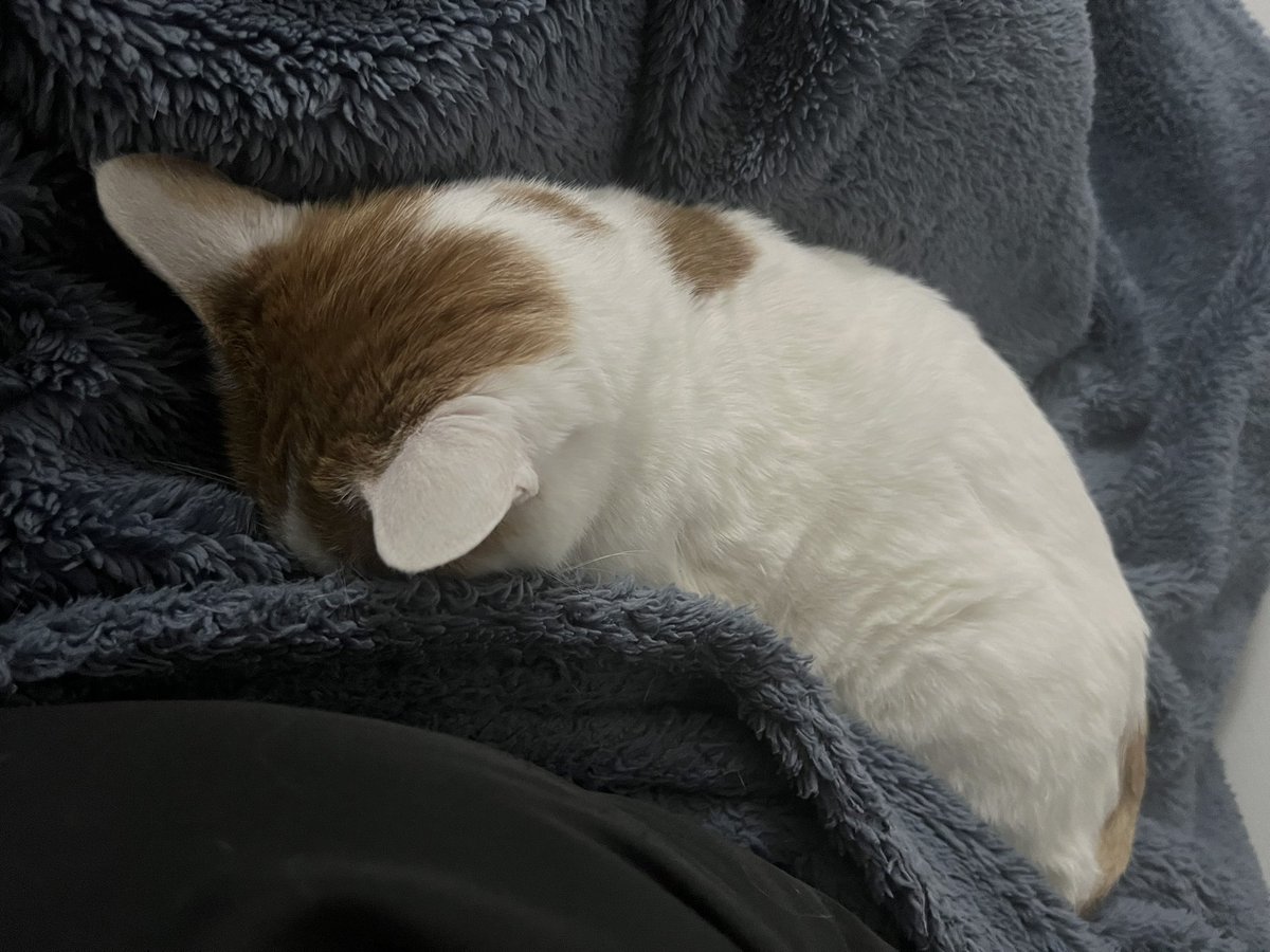 ELLENEKO2's tweet image. ้กใๅใใฆๅฏใใฎใงใใญ๐ช
#ใใคใถใ #็ซ #cat #๊ณ ์์ด