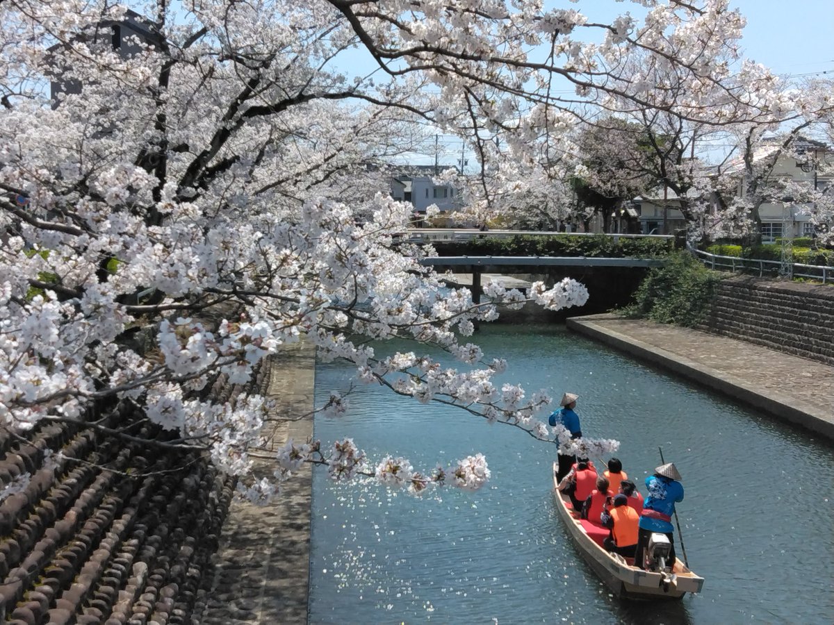 Sto1Xi's tweet photo. 大垣城の桜と戸田氏鉄騎馬像。水門川の桜と舟下り。 https://t.co/ZFR7oYn3yE