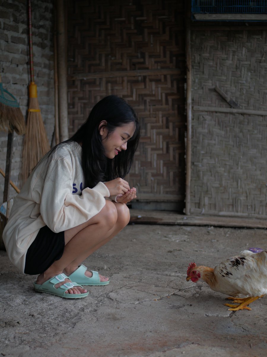 bonus foto ayam dan proses penangkapannya