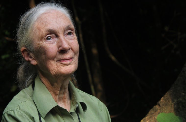Happy Birthday to Dr. Jane Goodall
A true trailblazer in animal conservation, Jane has dedicated her life to protecting wildlife and inspiring generations to care for our planet. Her unwavering friendship and support for Captain Paul Watson during his most difficult times,