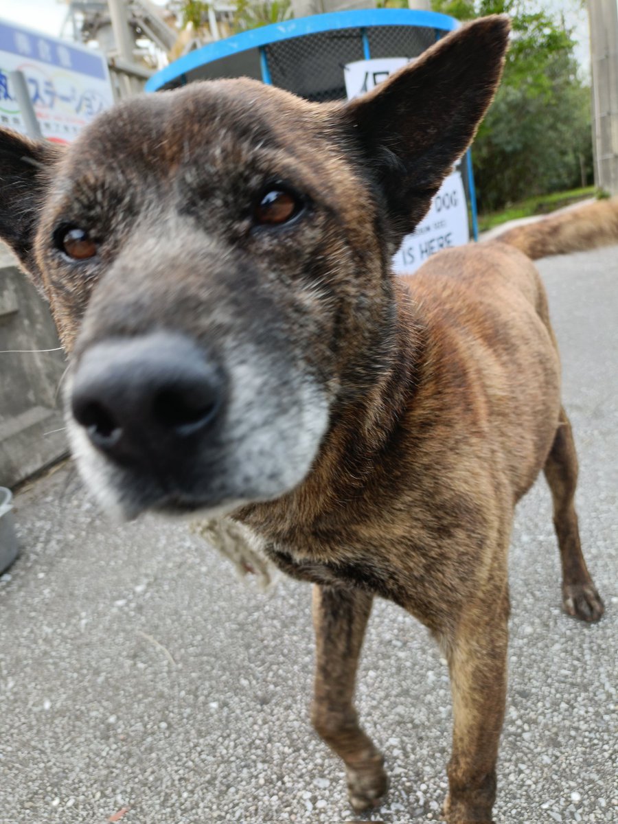hPCzlODJJe42366's tweet photo. ✨️お疲れちゃん🎶
ウチの職場で迷子の迷子の🐶ワンちゃん保護してます🐶沖縄市です、
#迷い犬 #保護犬 #STRAYDOC https://t.co/1T1ecKCIdP