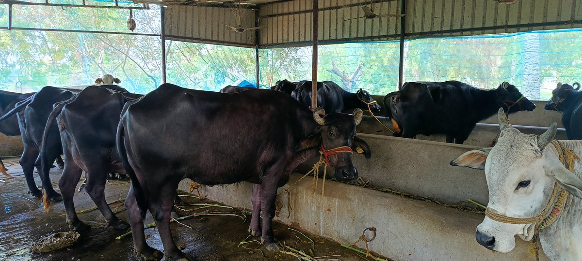dahontr33217's tweet photo. #animalhealth
#eliteanimals
#animalwealth
3-4-2025;
Visited Dairy farm with 12 milch animals belongs to Sri Posani Apparao at Muppalla Village, Chandarlapadu mandal and identified 2 elite animals. https://t.co/osOkth2adZ