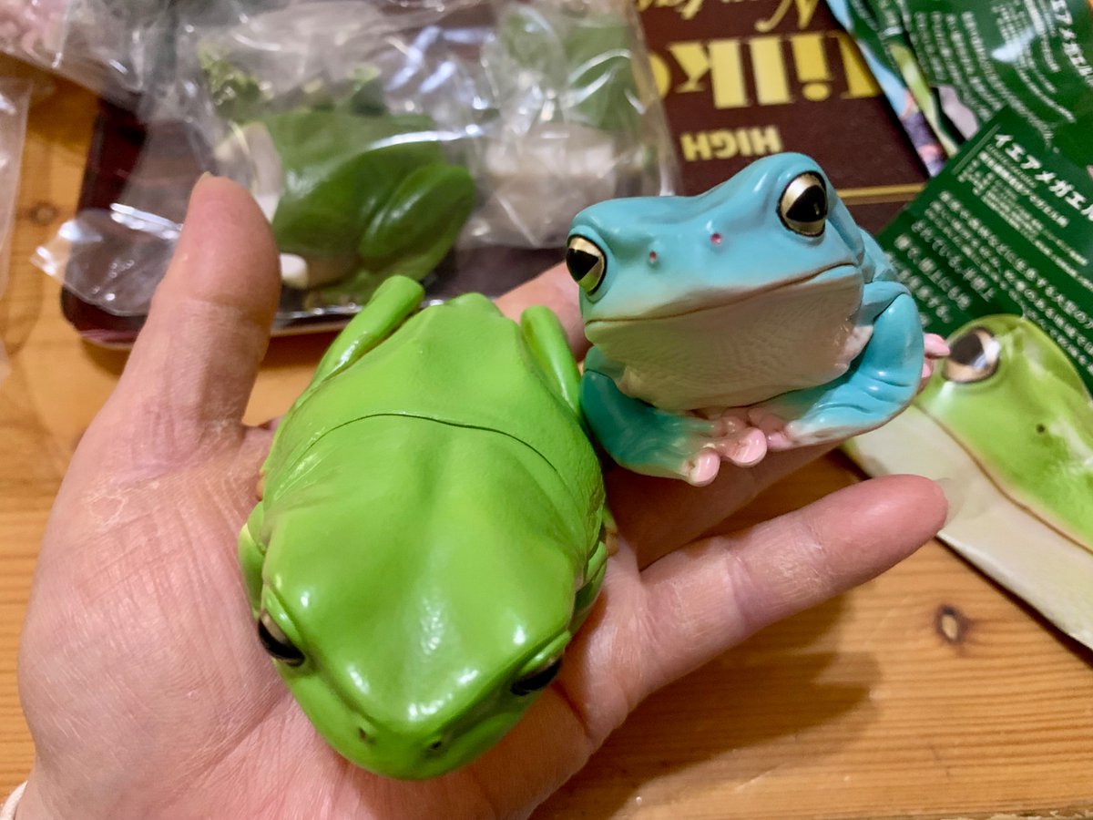 BlackHeartSa0's tweet photo. ガチャの組み立て🐸
暖かい部屋に放置すると
柔らかくなって組みやすい

お腹もリアル
デッカワイイ💓

#ガチャ　#ガチャガチャ　
#ガチャガチャコレクション 
#カプセルトイ
#いきもん　
# ネイチャーテクニカラー
#NATURE TECHNI COLOUR
#イエアメガエル　
#大きなイエアメガエル
#趣味　#趣味垢 https://t.co/TIevtPvPdt