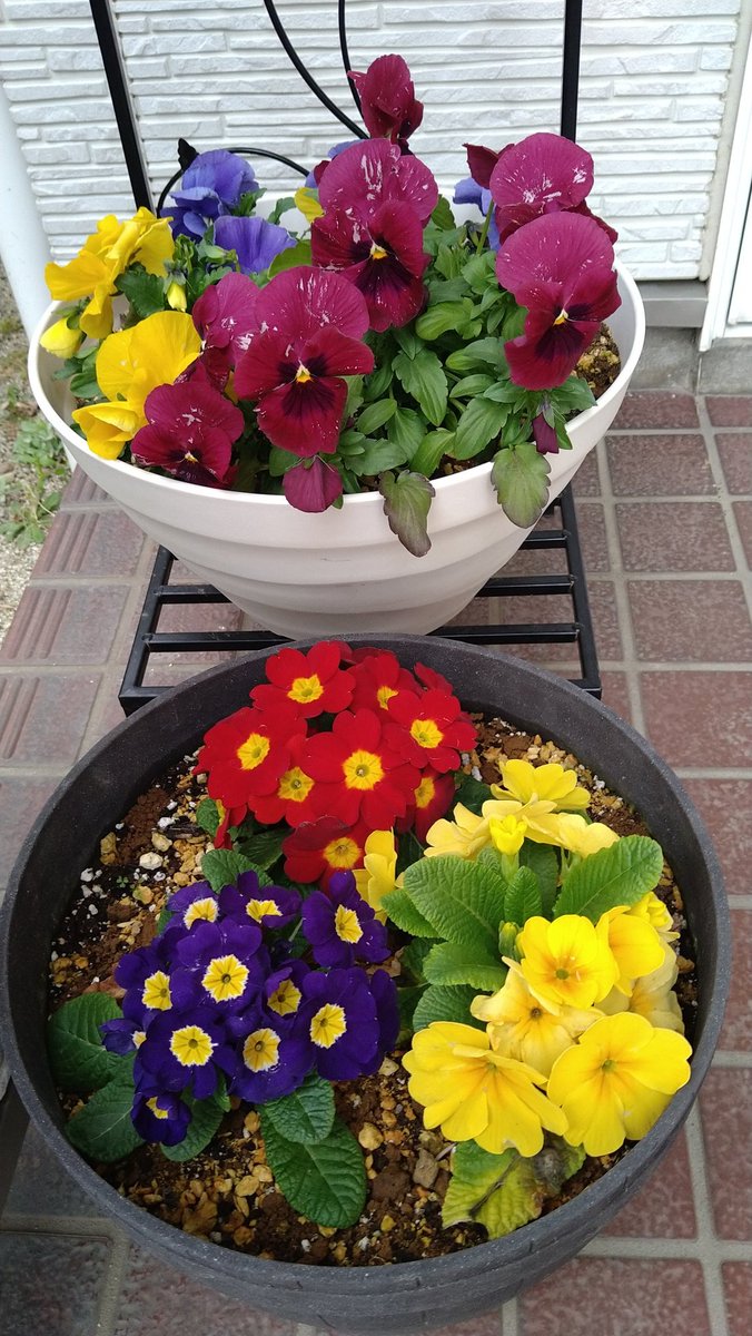 ピンクのねじ花 (@IQXZ50pUWcmytR0) / X