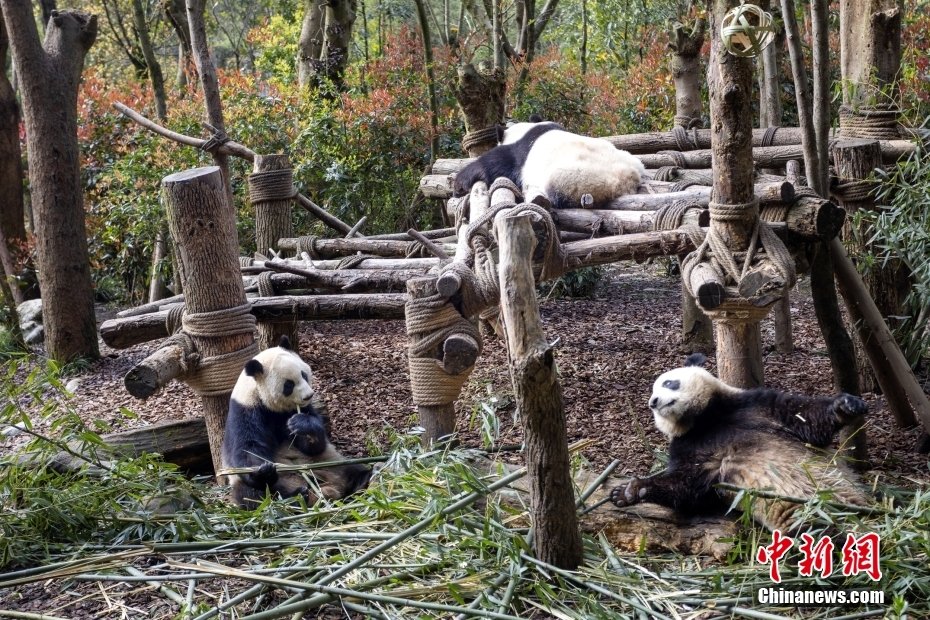 四川都江堰：大熊貓享受春日暖陽🐼🌞