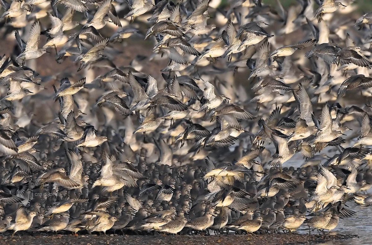 CraigJones17's tweet image. Norfolk's springtides are one of the most amazing things to witness in nature’s calendar. The sheer power, noise and number of birds in these spectacular events is unbelievably.
@StephenMoss_TV @GlobalBirdfair @Natures_Voice @B_Strawbridge @Natures_Voice @benedictallen @_BTO