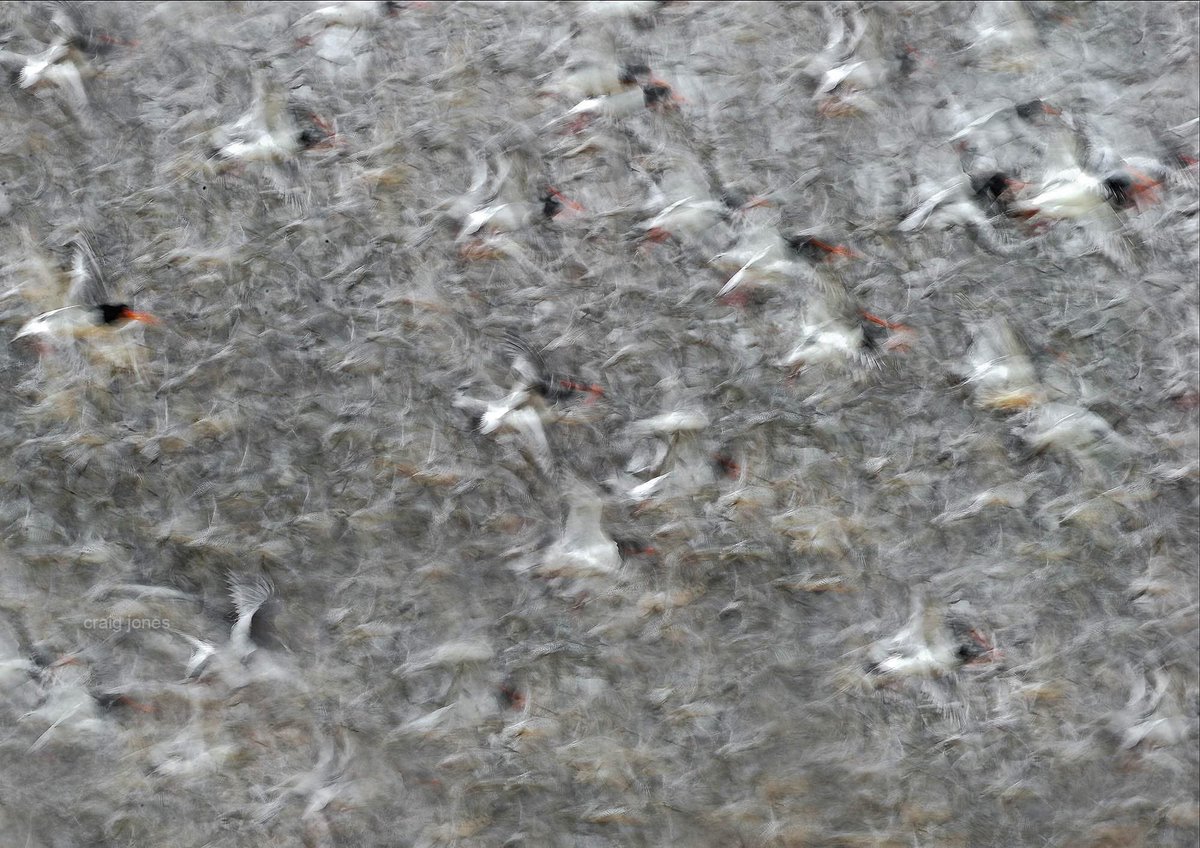 CraigJones17's tweet image. Norfolk's springtides are one of the most amazing things to witness in nature’s calendar. The sheer power, noise and number of birds in these spectacular events is unbelievably.
@StephenMoss_TV @GlobalBirdfair @Natures_Voice @B_Strawbridge @Natures_Voice @benedictallen @_BTO