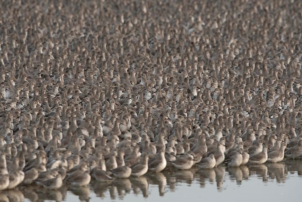 CraigJones17's tweet image. Norfolk's springtides are one of the most amazing things to witness in nature’s calendar. The sheer power, noise and number of birds in these spectacular events is unbelievably.
@StephenMoss_TV @GlobalBirdfair @Natures_Voice @B_Strawbridge @Natures_Voice @benedictallen @_BTO