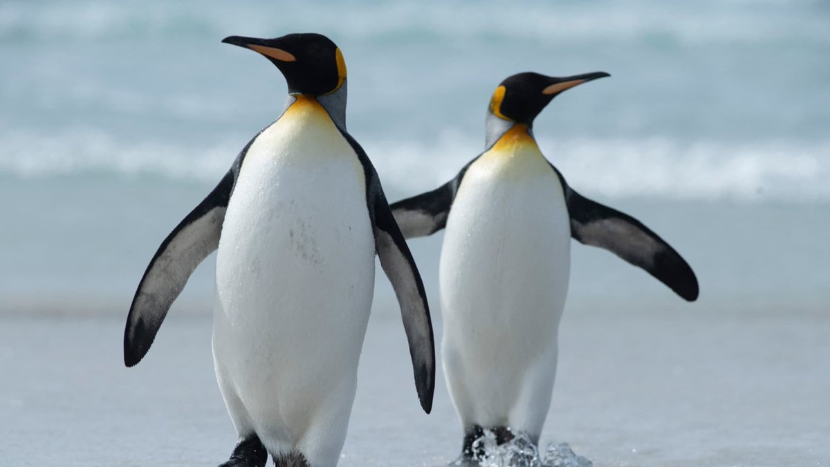 Aberration !

Droits de douane imposés par Donald Trump : des îles près de l'Antarctique peuplées uniquement de manchots visées par une taxe de 10%…
bfmtv.com/international/…