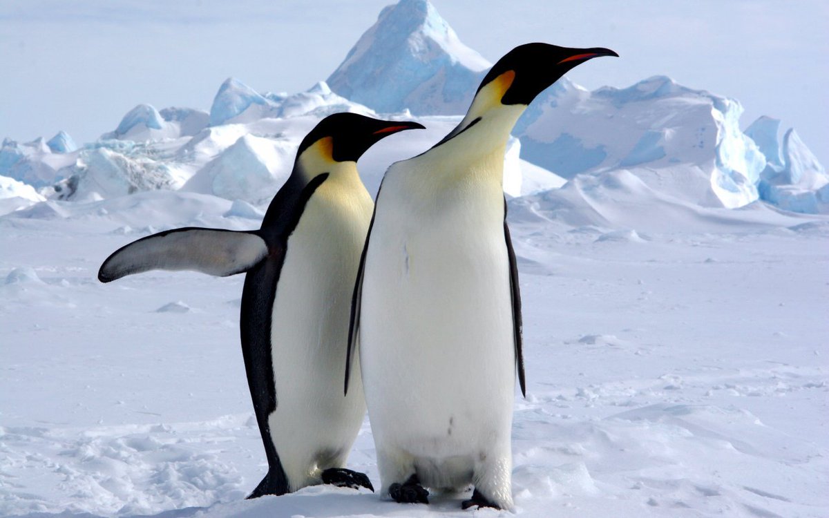 AlertesInfos's tweet image. 🇺🇸🇦🇶🐧 INSOLITE - Donald Trump impose des droits de douane de 10% sur des îles près de l’Antarctique peuplées uniquement de manchots.