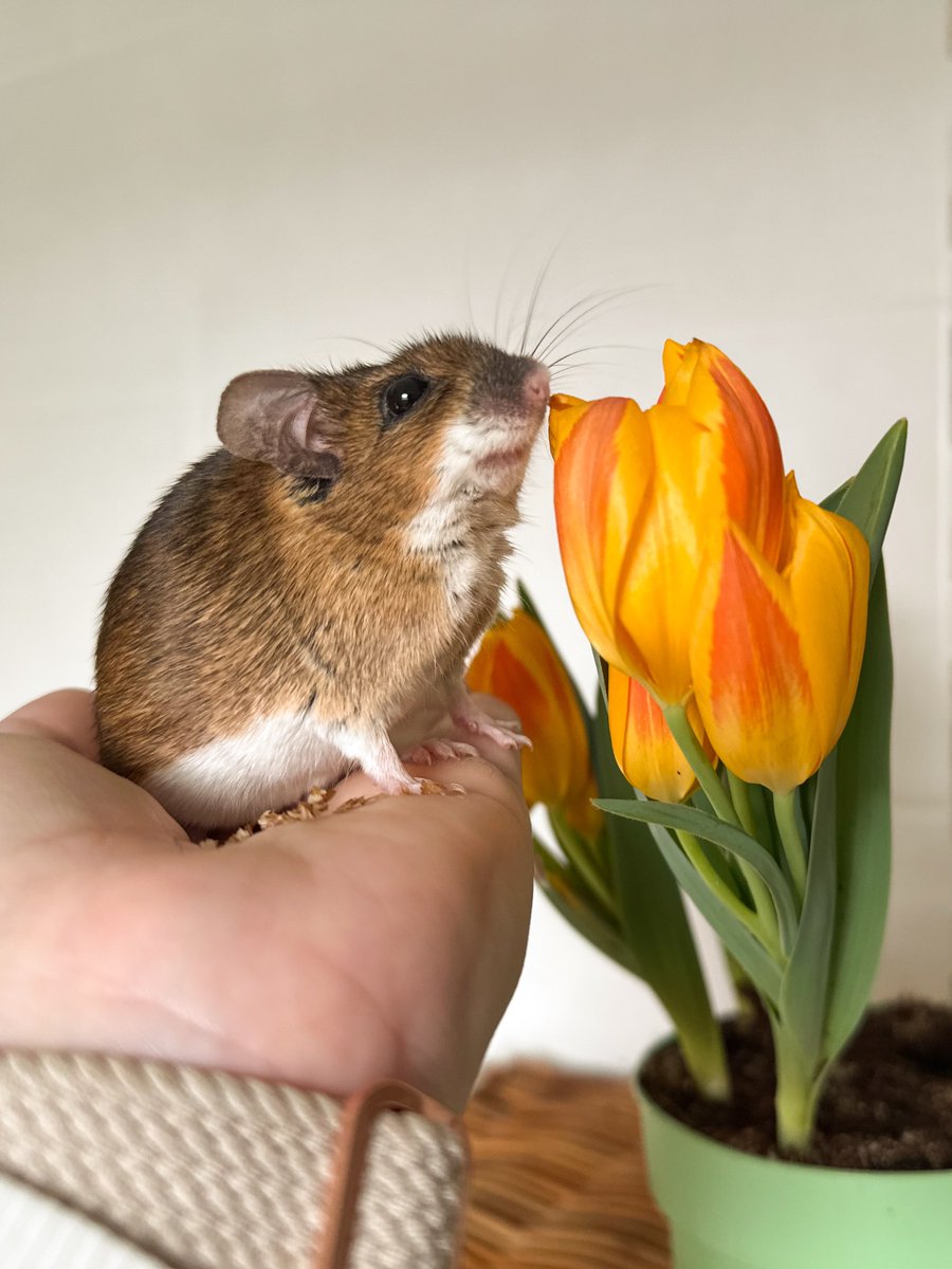 Жёлтые тюльпаны, о-о-о, вестники того, что я сегодня не забуду показать твиттерским фрау Мышб! Из хороших новостей у нас то, что мы пережили зиму, а вы тут как?