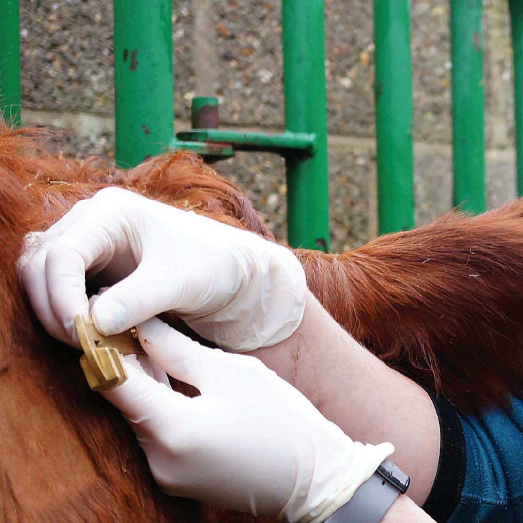 TB Advisory Service (@tb_advisory) on Twitter photo As with all infectious diseases different test are used to identify infected animals. Understanding what the test results mean with regard tosensitivity and specificity is really important. Speak to TBAS for more information. <a href="/KingshayFarming/">Kingshay Farming</a> @vetpartnersltd As with all infectious diseases different test are used to identify infected animals. Understanding what the test results mean with regard tosensitivity and specificity is really important. Speak to TBAS for more information. <a href="/KingshayFarming/">Kingshay Farming</a> @vetpartnersltd