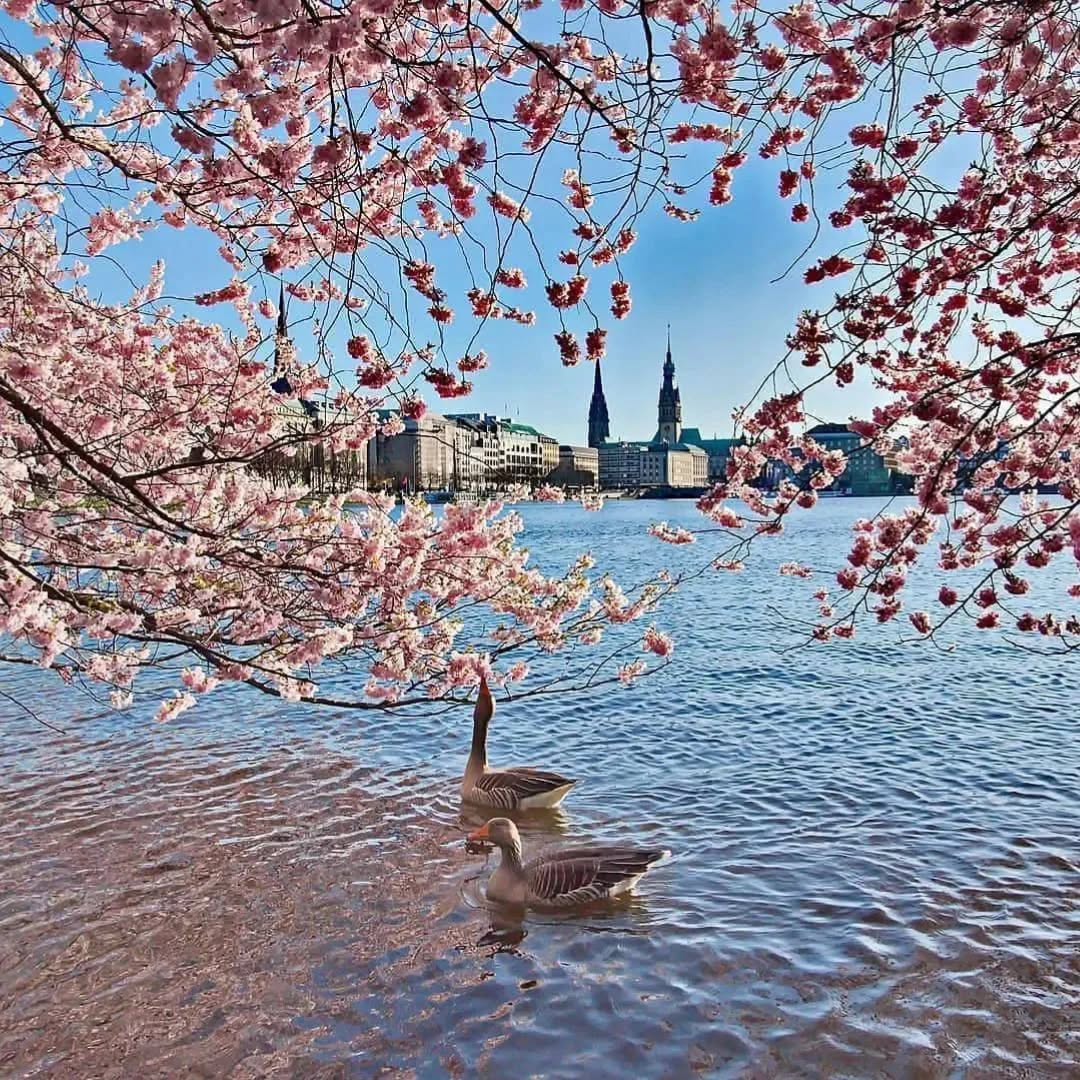 🤩 MOIN! Alsterblicke mit ❤️ in Hamburg. Eine wunderschöne Kirschblüte 🌸🌸🌸 lädt jedes Jahr an die Binnenalster in Hamburg ein. 🙋