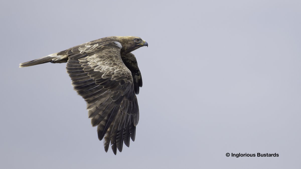 Otis_inglorius's tweet image. The flow of migratory soaring #Birds continues dominated, by the peak flow of Booted Eagles, joined by the continued passage of Short-toed #Eagles and Black #Kites bolstered by Montagu´s and Marsh Harriers, Egyptian Vultures and the air full of European Bee-eaters migrating…