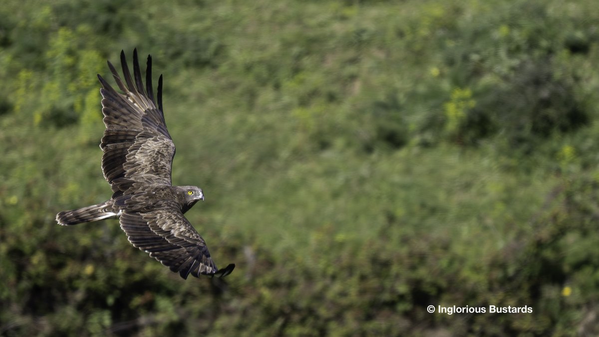Otis_inglorius's tweet image. The flow of migratory soaring #Birds continues dominated, by the peak flow of Booted Eagles, joined by the continued passage of Short-toed #Eagles and Black #Kites bolstered by Montagu´s and Marsh Harriers, Egyptian Vultures and the air full of European Bee-eaters migrating…
