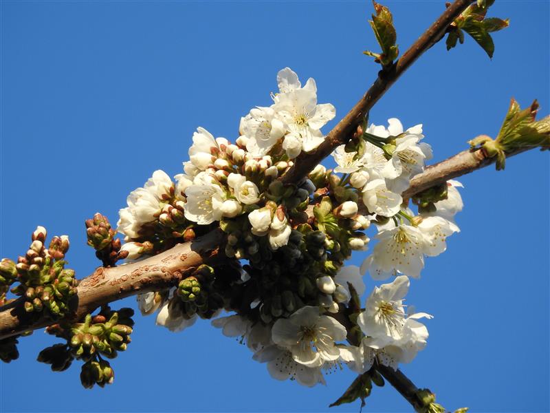 alan revel (@alanrevel) on Twitter photo First of the blossom on our cherry tree in our Hackney garden <a href="/PeterRevelWalsh/">Peter Revel-Walsh</a>.
Hoping for a bumper harvest in early summer of delicious cherries. First of the blossom on our cherry tree in our Hackney garden <a href="/PeterRevelWalsh/">Peter Revel-Walsh</a>.
Hoping for a bumper harvest in early summer of delicious cherries.
