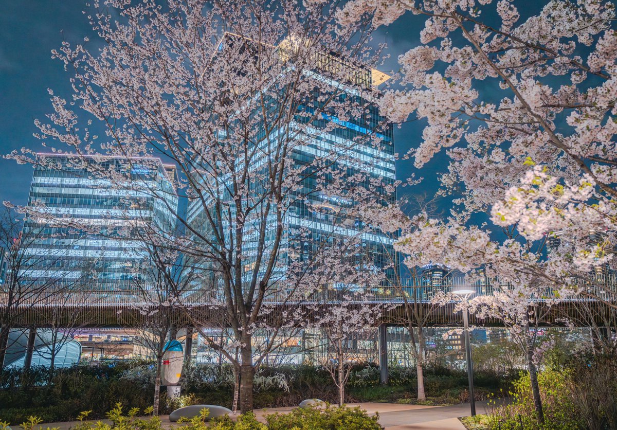 photocitytower's tweet photo. グラングリーン大阪に桜が咲きました🌸 https://t.co/66LNgCqWn3