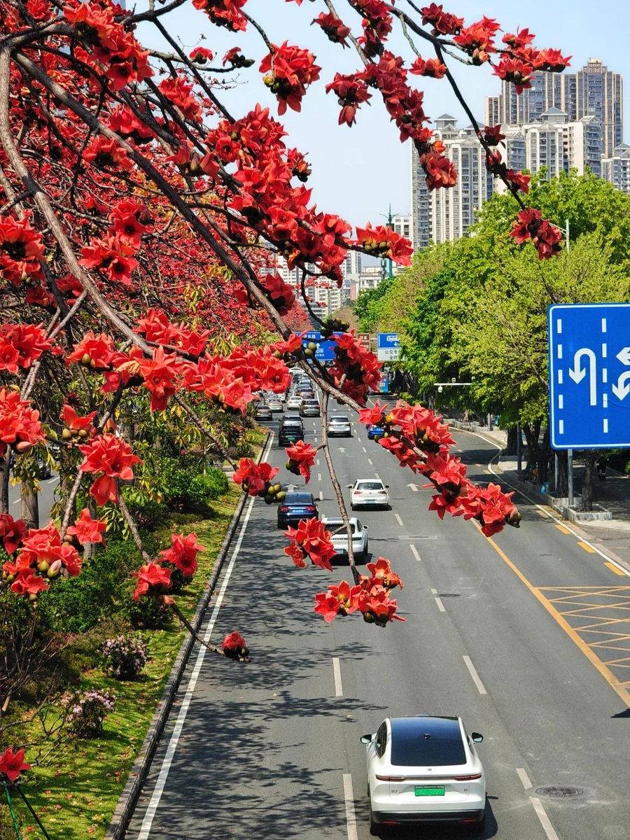 GBA_Foshan's tweet image. The streets are covered in kapok flowers—this is the unique beauty of spring in Guangdong. 💐🥰
📍 Foshan, Guangdong
 #SpringinChina #Foshan #NatureLovers #VisitChina
#BloomingBeauty #QingmingCustoms