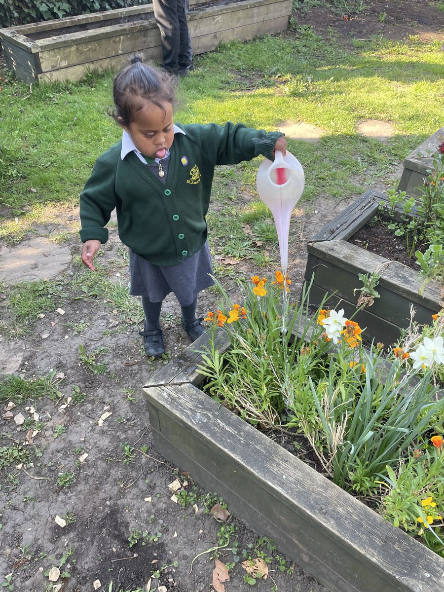 StAndrewsSW16's tweet image. 🌱 Our SEN gardening group is hard at work keeping our plants happy and hydrated! 💦🌿 Learning, growing, and nurturing together. #SEN #Gardening #LearningThroughNature