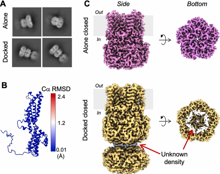 unitmporg's tweet image. #CryoEM #structures of mouse bestrophin 1 channel in closed and partially open conformations. Check  this #membrane #protein in the UniTmp database: pdbtm.unitmp.org/entry/9kc9

sciencedirect.com/science/articl…