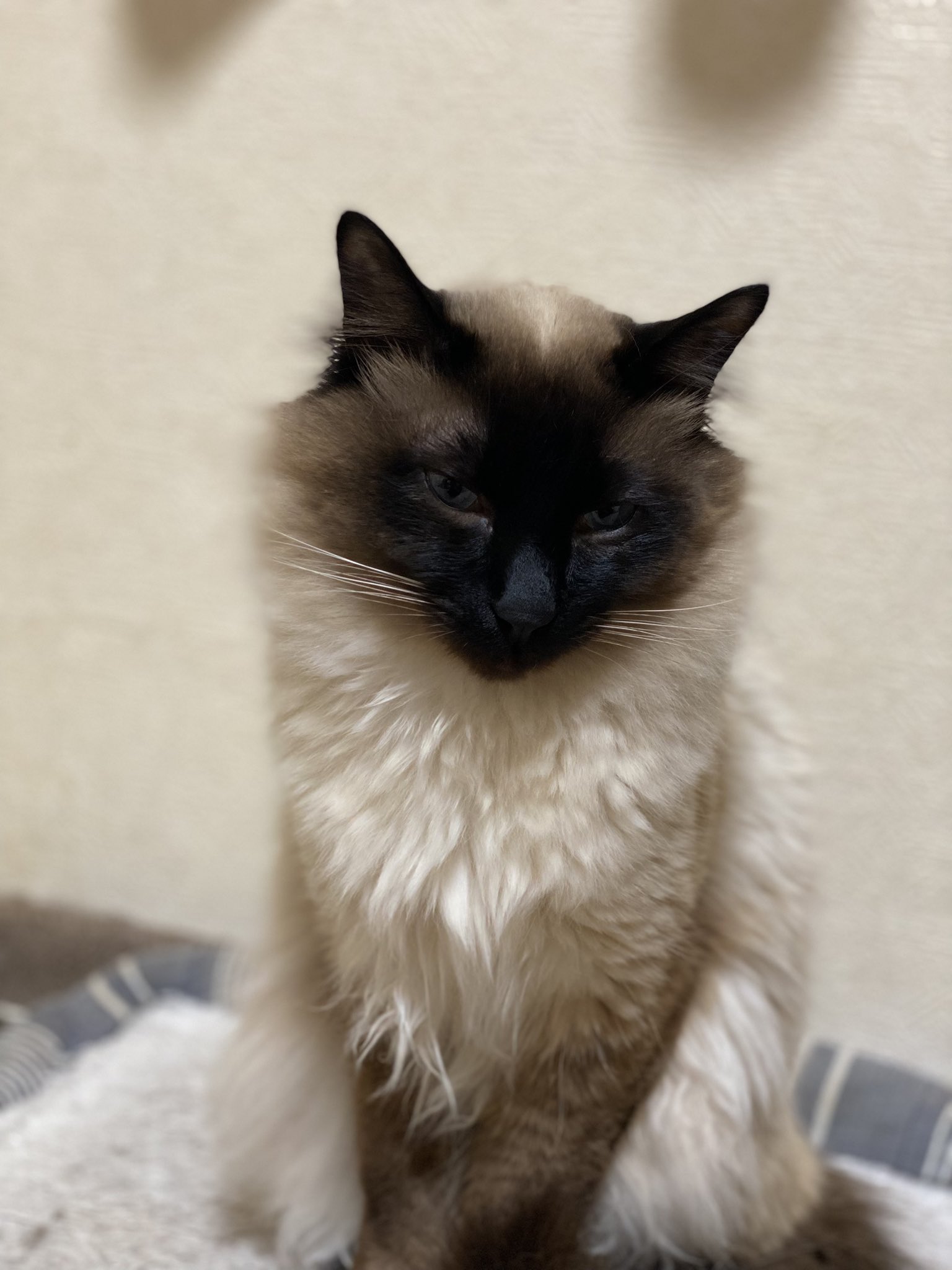 chibineko on X: 