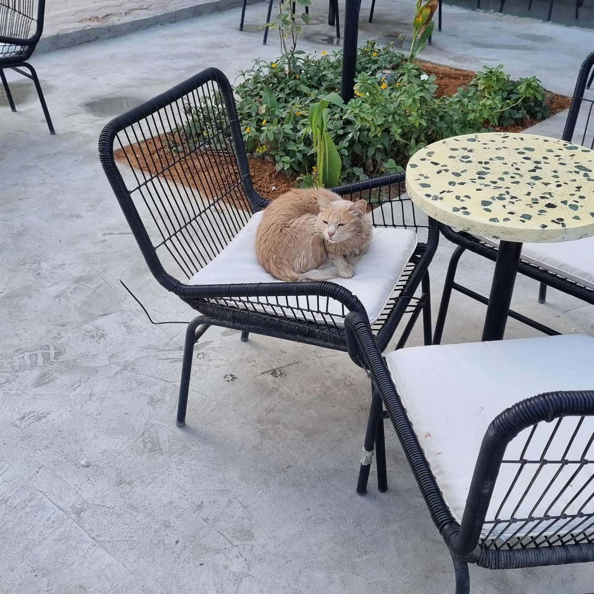 Msh3O_olh's tweet image. 🐈🪴🤍&apos;